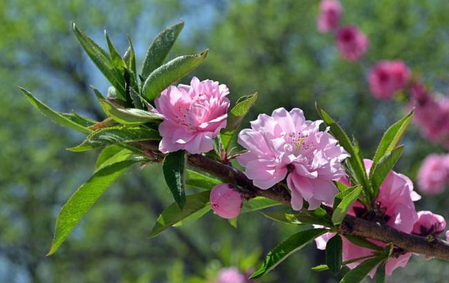 布莱克本对斯旺西比分结果_布莱克本对阵斯旺西